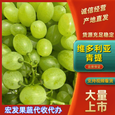 【实力供应】河北维多利亚青提一手货源长期稳定供应批发团购