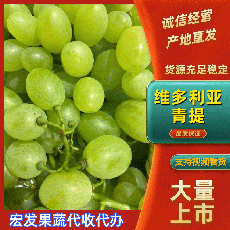 【实力供应】河北维多利亚青提一手货源长期稳定供应批发团购