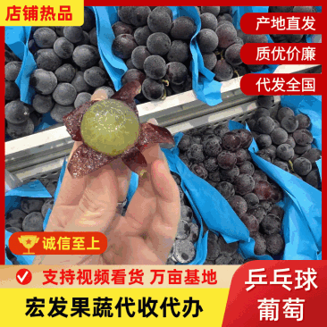 【热卖中】河北乒乓球葡萄藤稔葡萄产地直供可按需包装规格齐