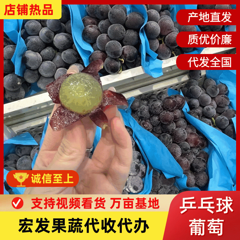 【热卖中】河北乒乓球葡萄藤稔葡萄产地直供可按需包装规格齐
