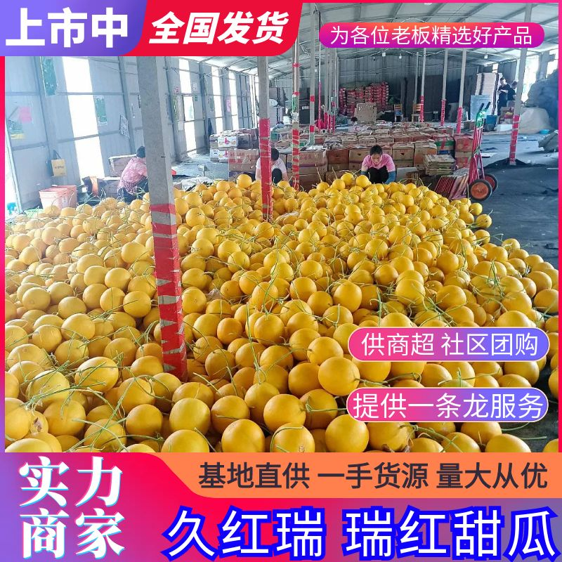 久红瑞甜瓜大量上市保质保量可视频看货欢迎咨询