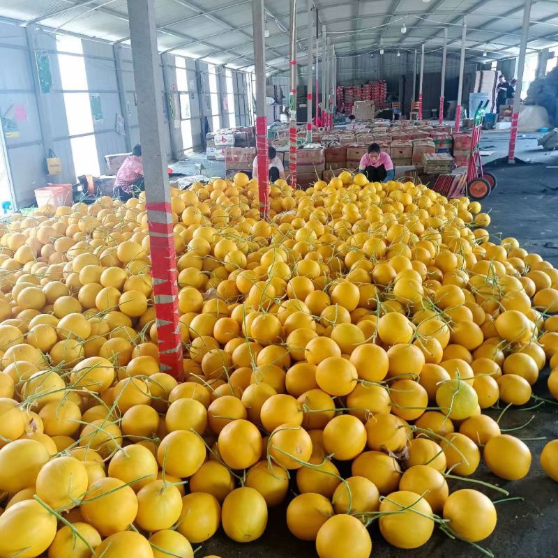 久红瑞甜瓜大量上市保质保量可视频看货欢迎咨询