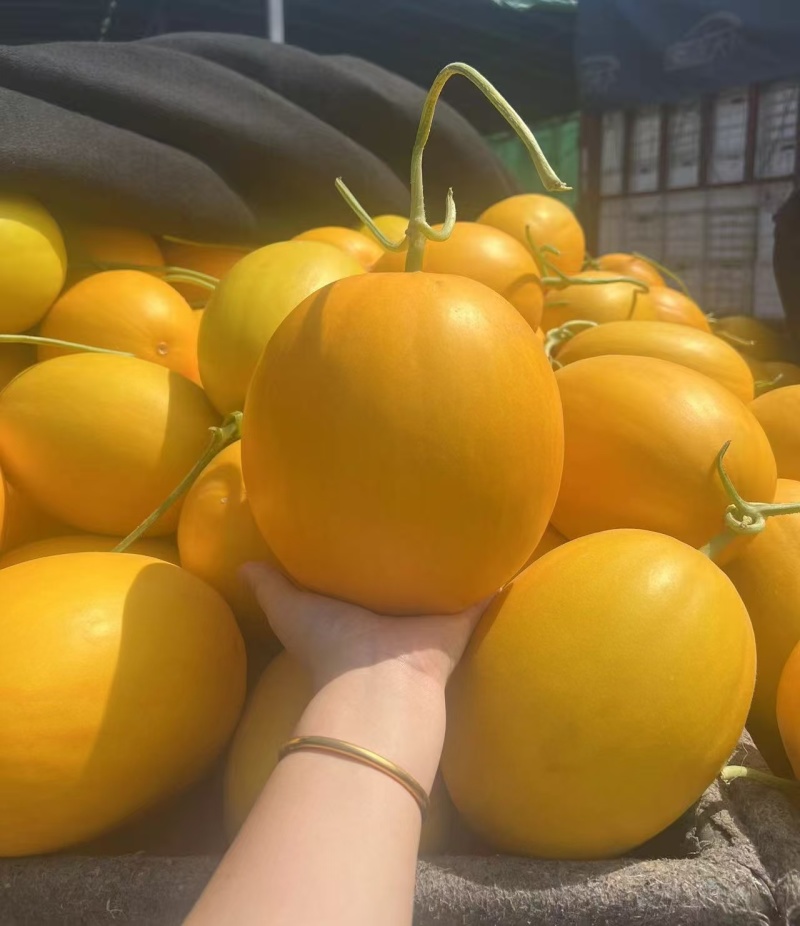 久红瑞甜瓜大量上市保质保量可视频看货欢迎咨询