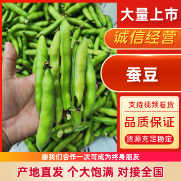 【蚕豆】江苏精品蚕豆基地直发供应市场电商商超