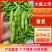 【蚕豆】江苏精品蚕豆基地直发供应市场电商商超