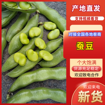 【蚕豆】精品大蚕豆大量供应货源充足品质保证全国发货