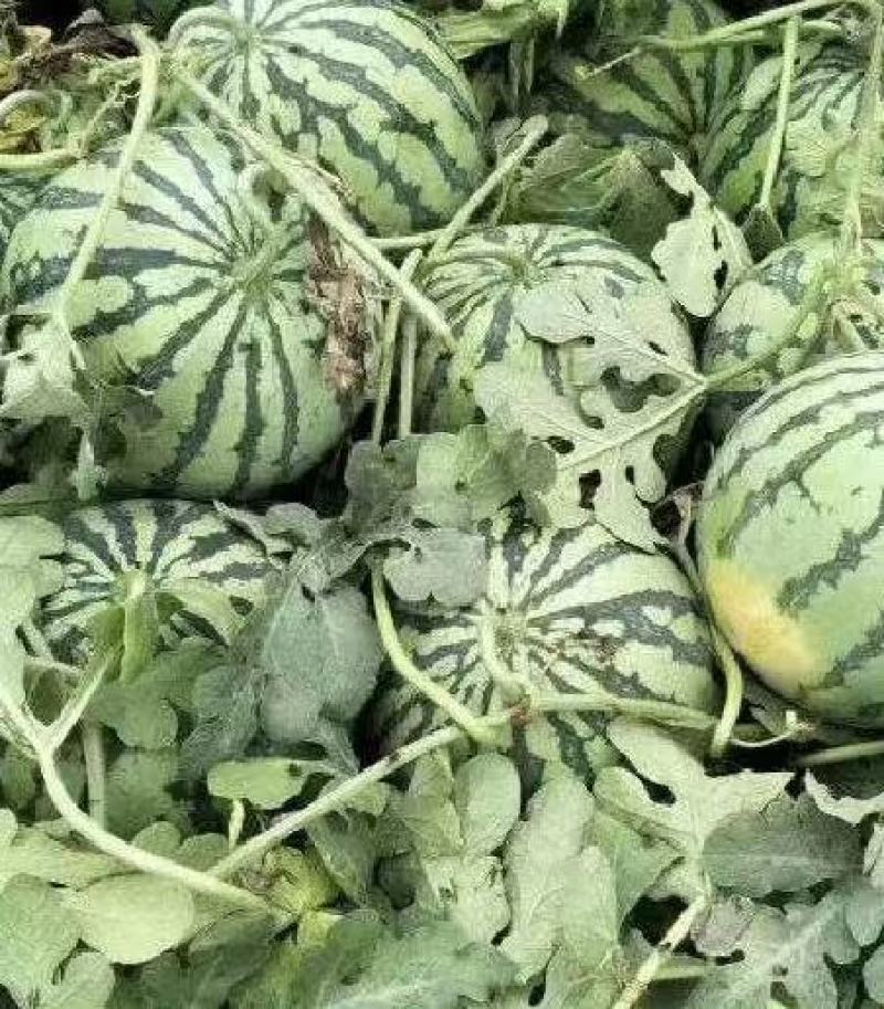 美都西瓜产地直销保质保量一手货源直接对接商超电商市场