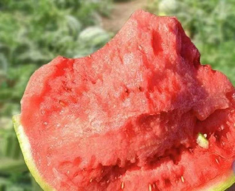 强者711西瓜基地直销量大质优价格优惠一手货源