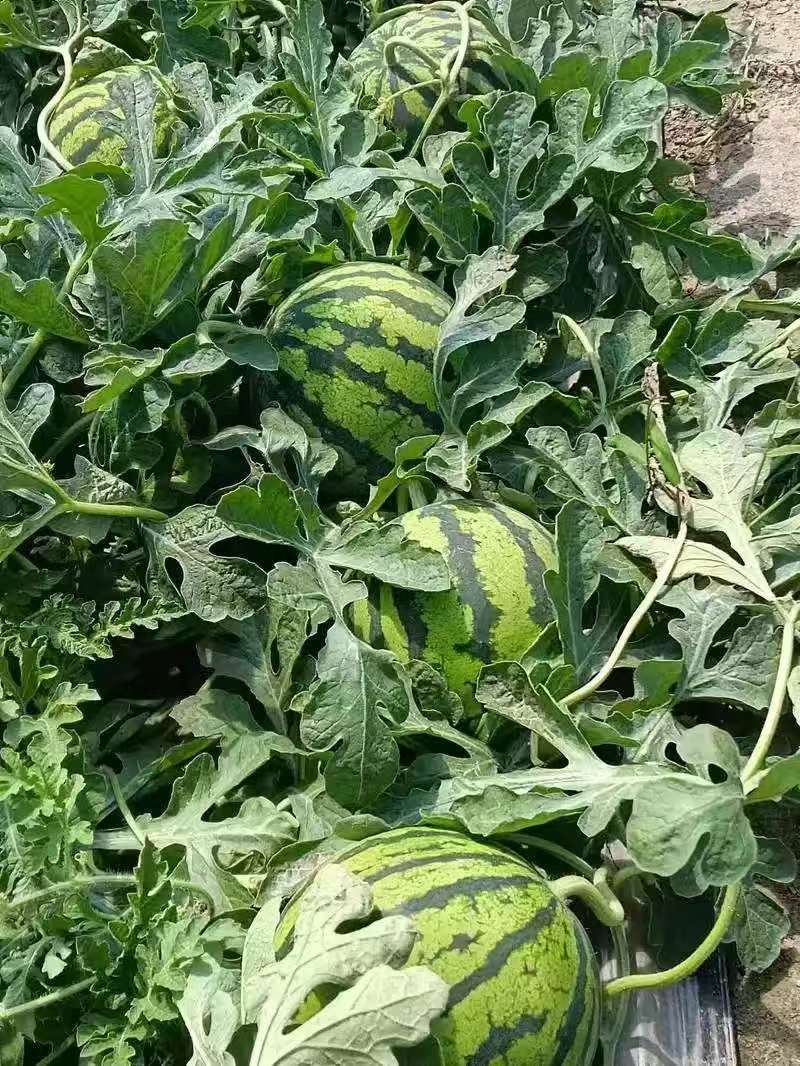 好货推荐美都西瓜产地一手货源对接电商市场商超