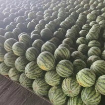 精品西瓜美都西瓜对接电商市场商超一手货源可视频