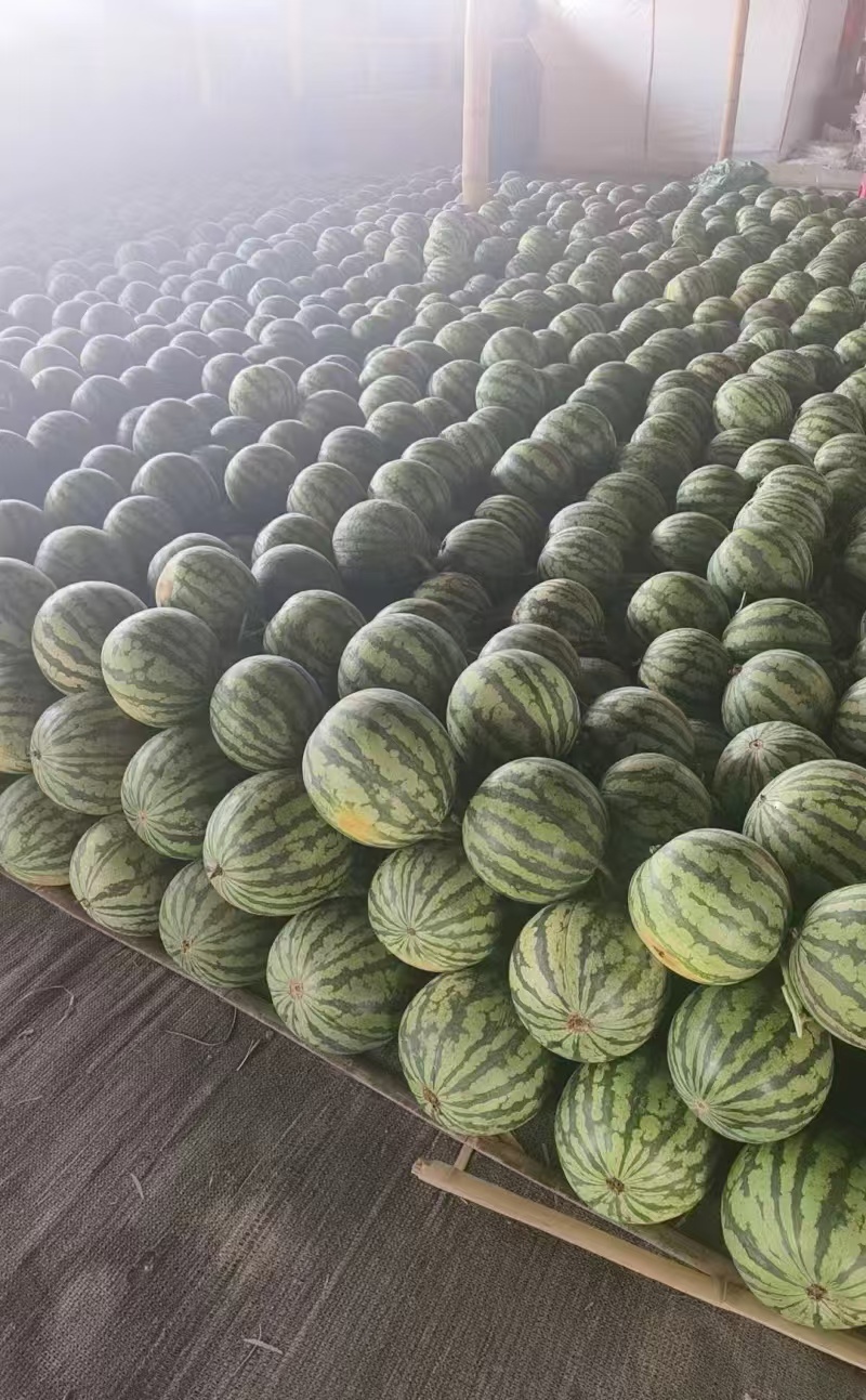 精品西瓜美都西瓜对接电商市场商超一手货源可视频