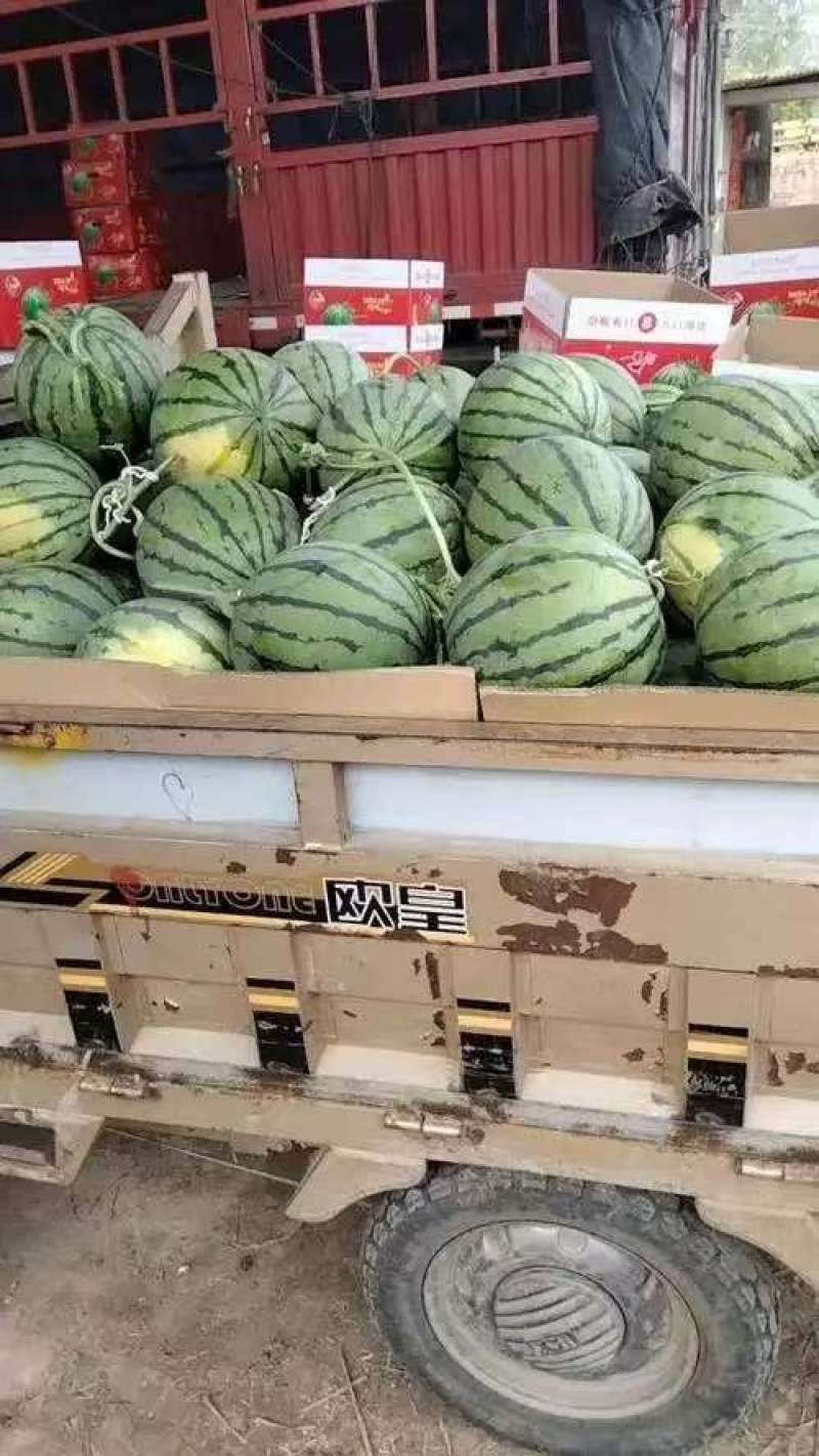 精品西瓜美都西瓜对接电商市场商超一手货源可视频