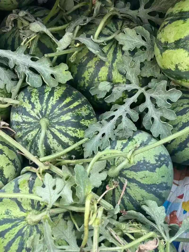 精品西瓜美都西瓜对接电商市场商超一手货源可视频