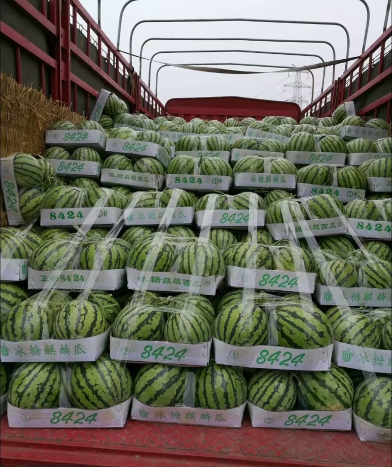 精品西瓜8424西瓜美都对接电商市场商超一手货源
