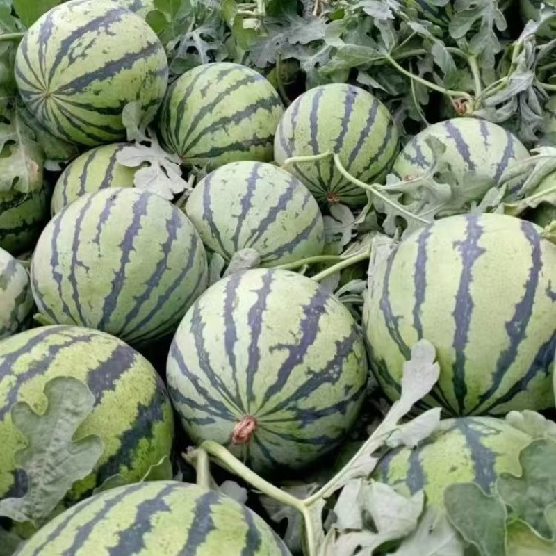 精品西瓜8424西瓜美都对接电商市场商超一手货源