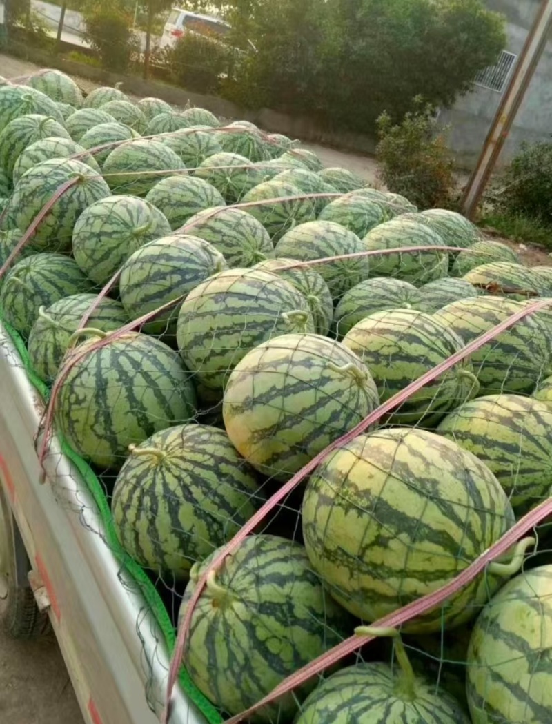 精品西瓜8424西瓜美都对接电商市场商超一手货源