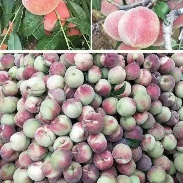 湖北宜城小红桃，突围，美佳基地货源对接电商市场商超