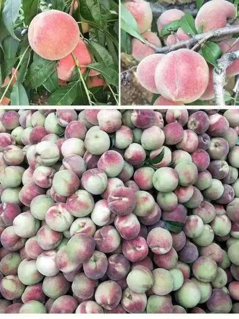 湖北宜城小红桃，突围，美佳基地货源对接电商市场商超