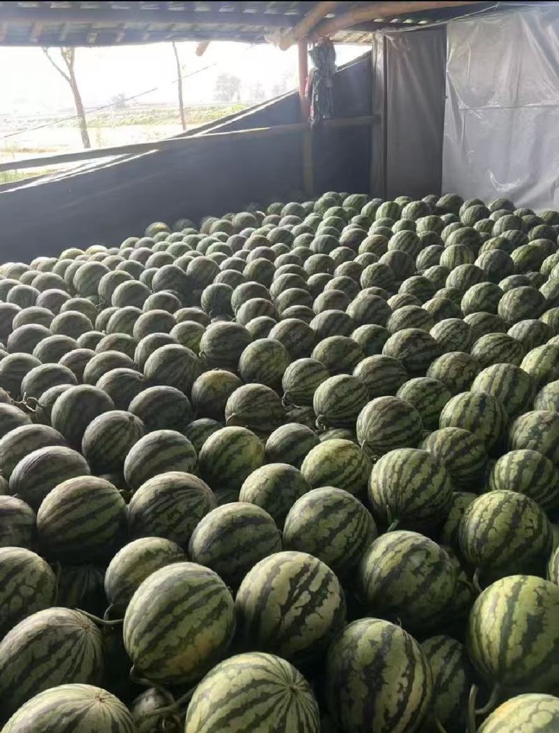 陕西蒲城甜王西瓜规格齐全（包熟包甜）对接电商市场批发商