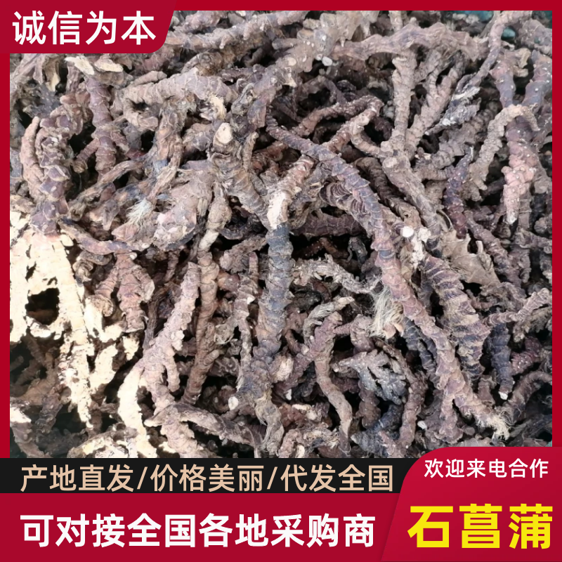 石菖蒲，好货不等人，生意做的是诚信二字：才有人相信