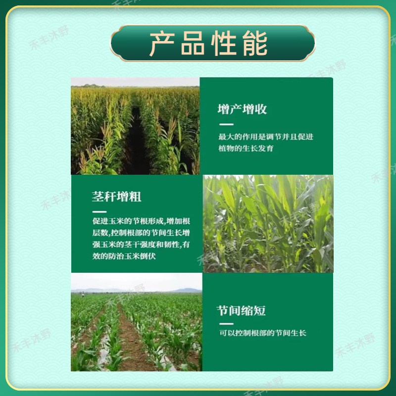 胺鲜乙烯利玉米专用控旺剂控旺催熟