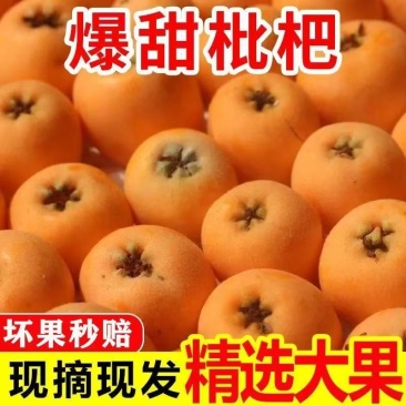 精品枇杷四川宜宾金沙江枇杷，量大支持线上线下落地配