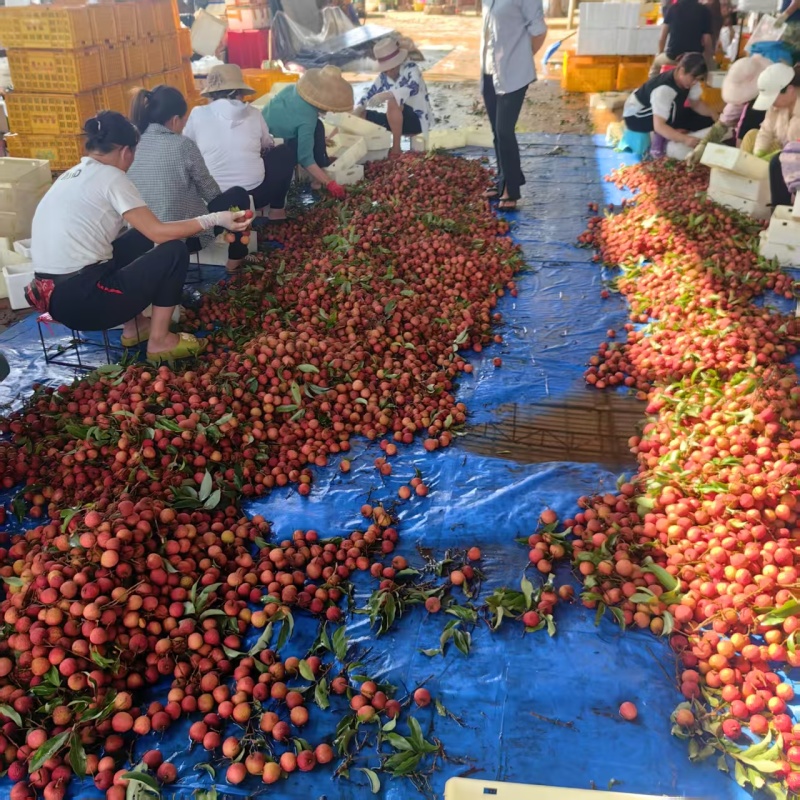 广东荔枝/徐闻白糖罂荔枝/鲜果现摘全国发货
