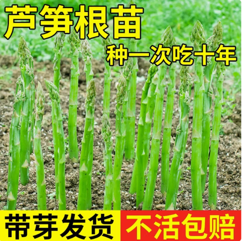 芦笋穴盘苗