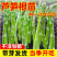 芦笋穴盘苗
