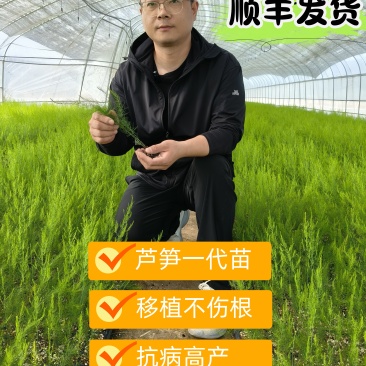 芦笋穴盘苗