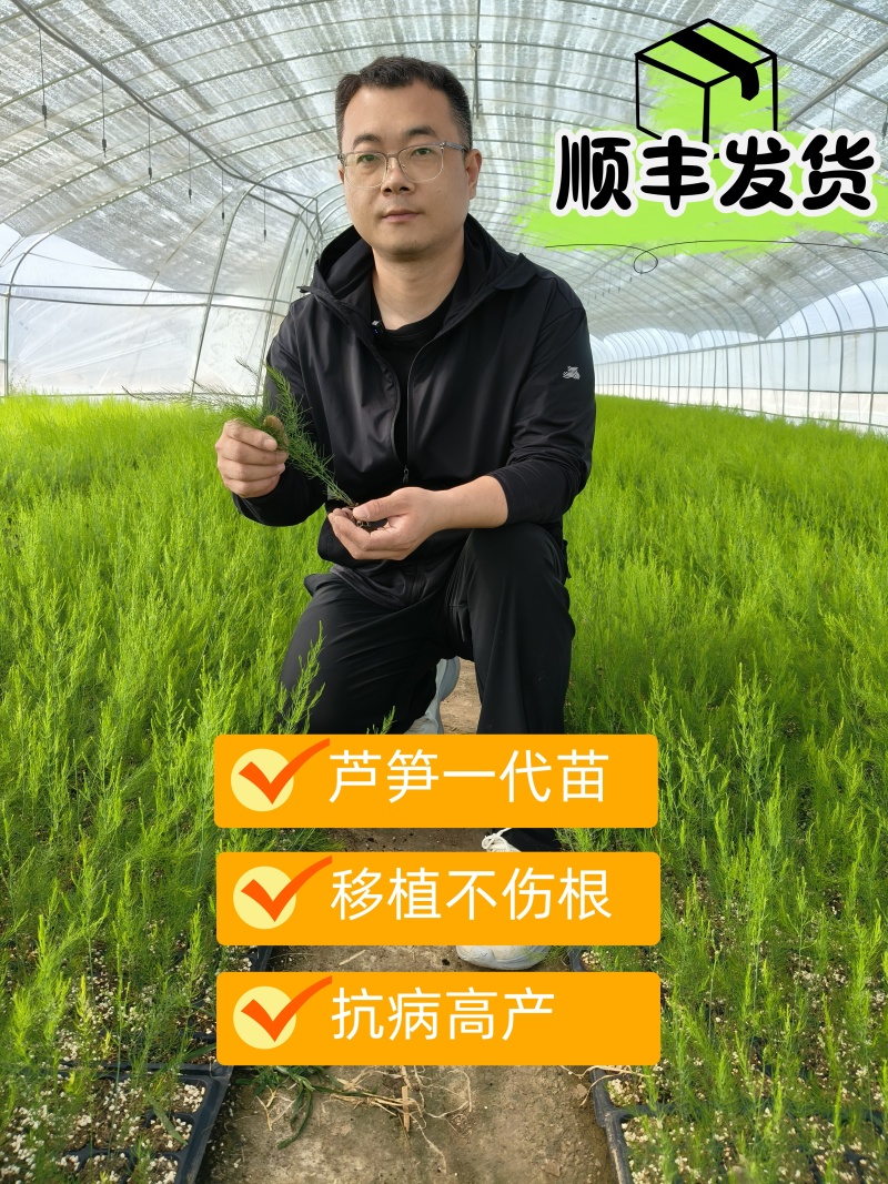 芦笋穴盘苗