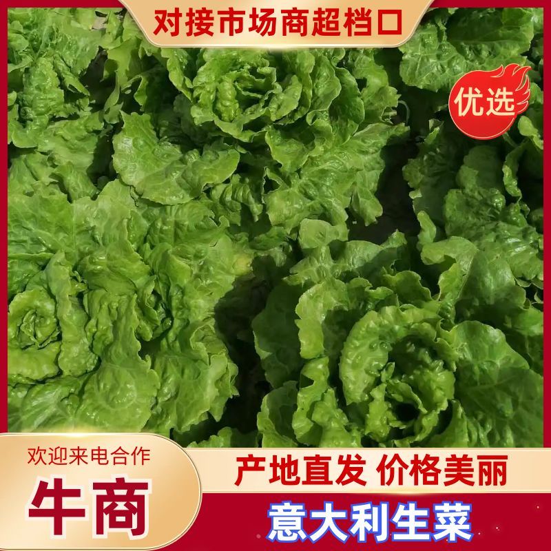 【河南生菜】基地直发代收代办一条龙500斤起批欢迎