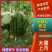 小吊瓜价格面议大量有货皮薄汁甜欢迎咨询