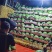 好货推荐美都西瓜对接电商市场商超一手货源