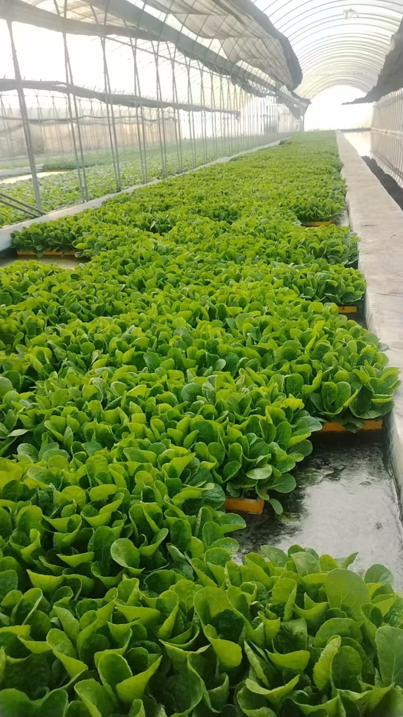 大白菜苗产地直销精品直供货源充足价格美丽