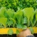 大白菜苗产地直销精品直供货源充足价格美丽
