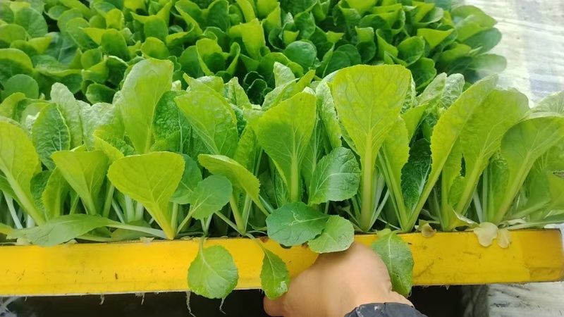 大白菜苗产地直销精品直供货源充足价格美丽