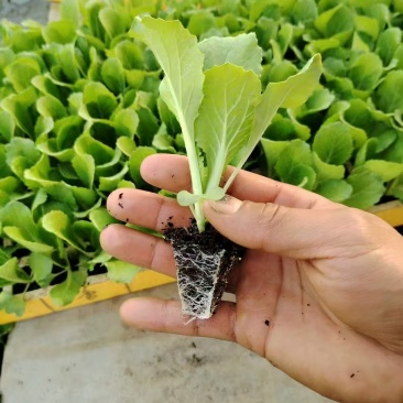 大白菜苗产地直销精品直供货源充足价格美丽
