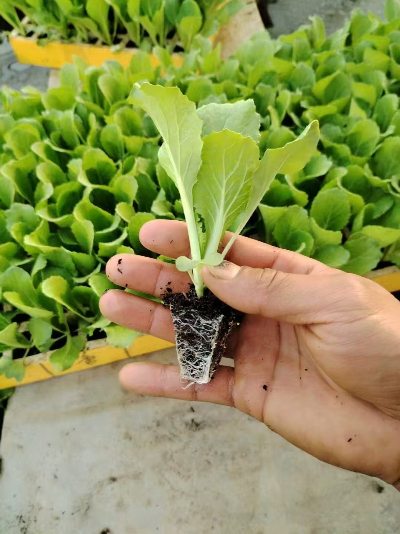 大白菜苗产地直销精品直供货源充足价格美丽