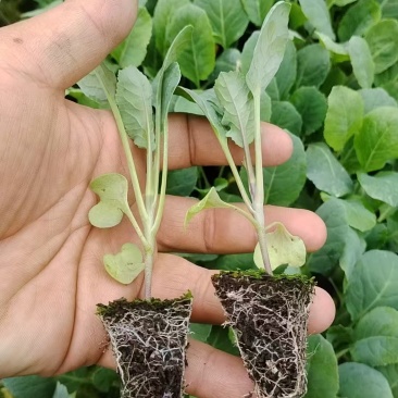 花菜苗大量有货对接各大平台价格美丽
