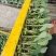 花菜苗大量有货对接各大平台价格美丽