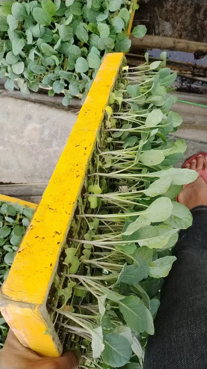 花菜苗大量有货对接各大平台价格美丽