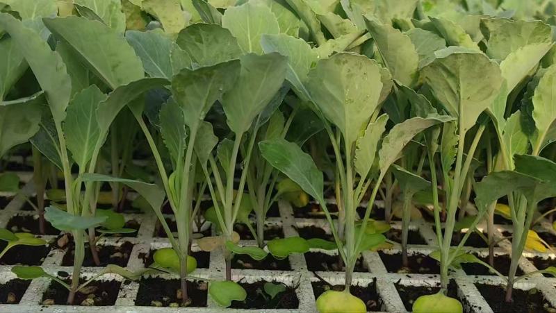 花菜苗大量有货对接各大平台价格美丽