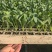 花菜苗大量有货对接各大平台价格美丽
