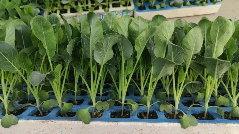 花菜苗大量有货对接各大平台价格美丽