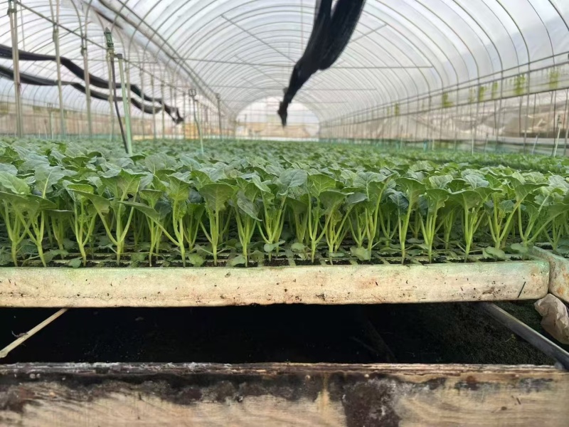 花菜苗大量有货对接各大平台价格美丽