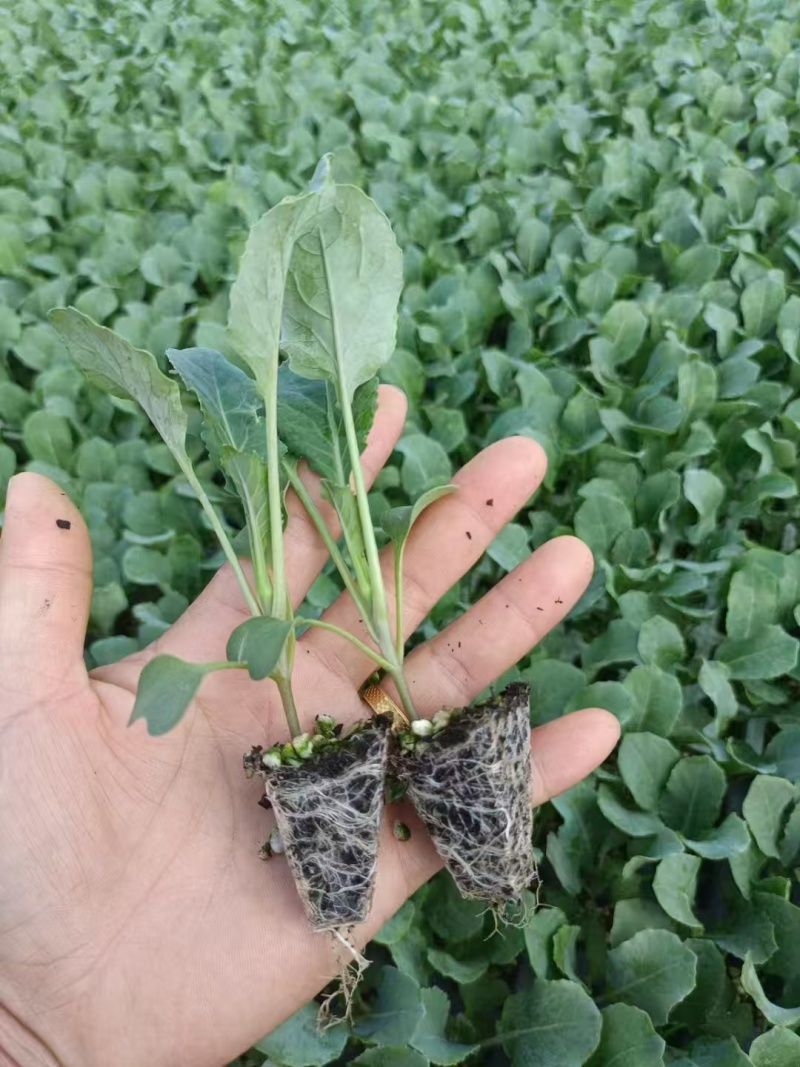 花菜苗大量有货对接各大平台价格美丽