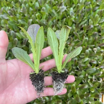 紫叶莴笋苗大量有货产地直发一手货源