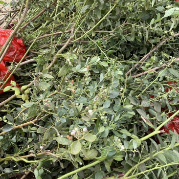 北陆蓝莓苗基地直销量大质优价格优惠欢迎咨询采购
