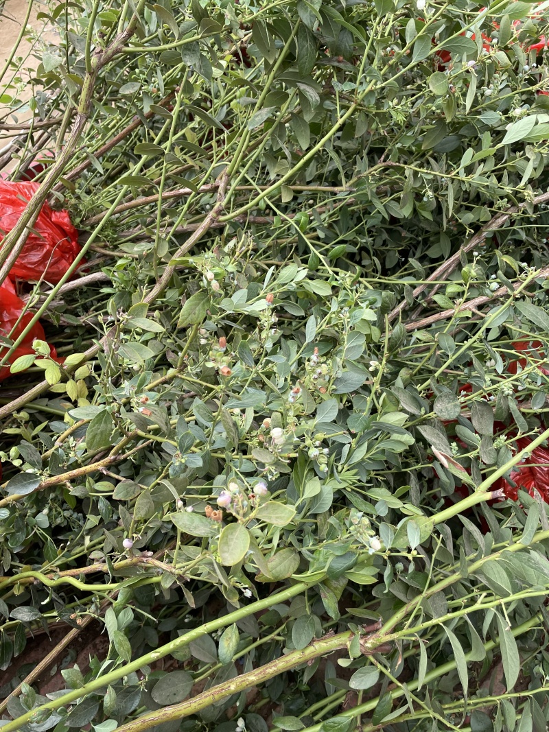 北陆蓝莓苗基地直销量大质优价格优惠欢迎咨询采购